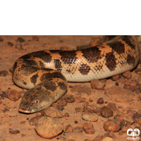 گونه مار بوآی شنی باریک Slender Sand Boa